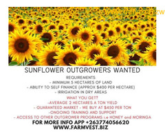 Sunflower Outgrowers