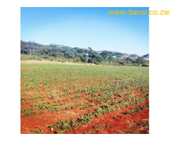 CHIVHU FARM AVAILABLE FOR LEASE