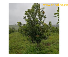Macadamia Nut tree seedlings