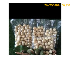 Macadamia Nut tree seedlings